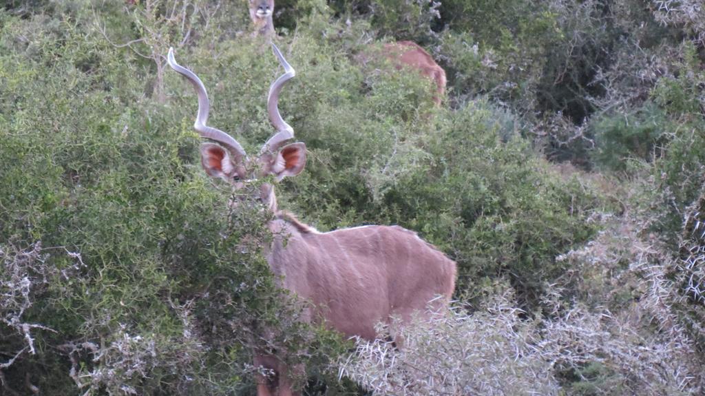 Kudu Ridge Game Lodge Addo Exterior foto