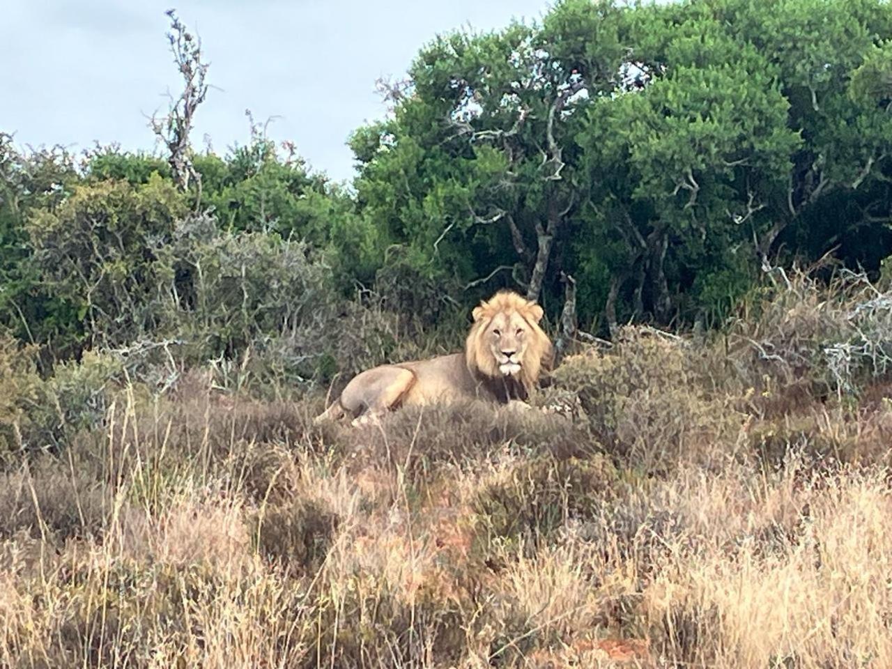 Kudu Ridge Game Lodge Addo Exterior foto