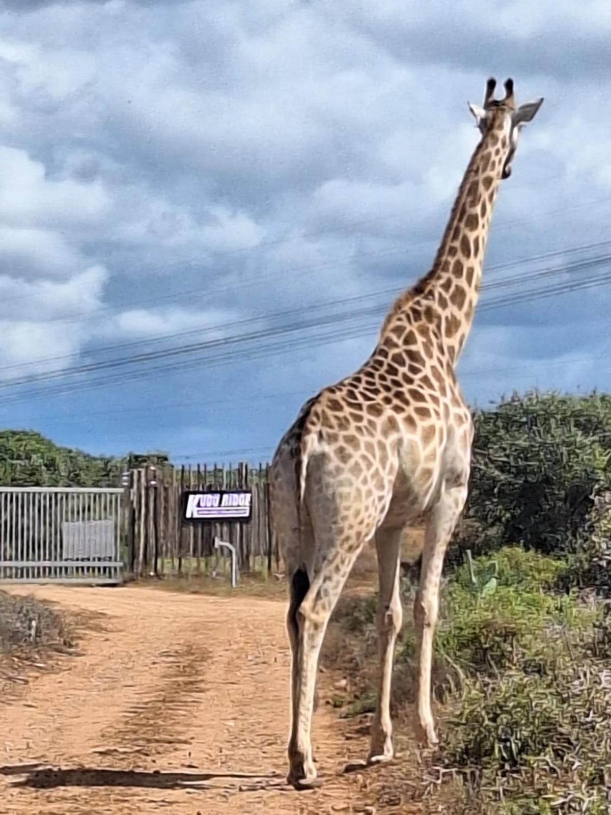 Kudu Ridge Game Lodge Addo Exterior foto