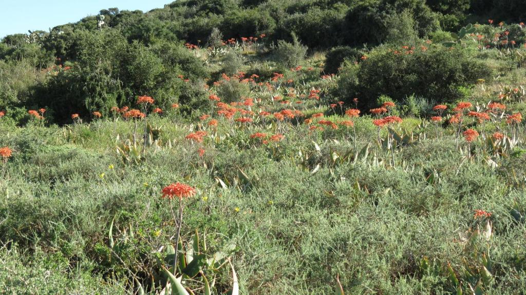 Kudu Ridge Game Lodge Addo Exterior foto