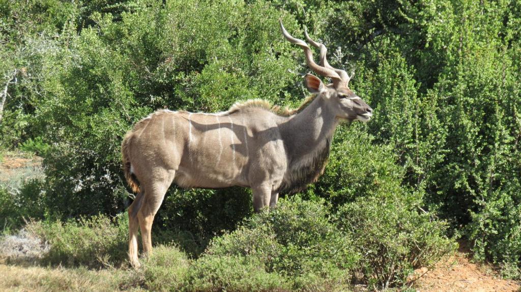 Kudu Ridge Game Lodge Addo Exterior foto